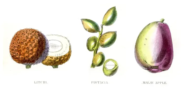 Framed Print : Lychee Pistachio fruit engraving 1857 Framed Print : Lychee Pistachio fruit engraving 1857