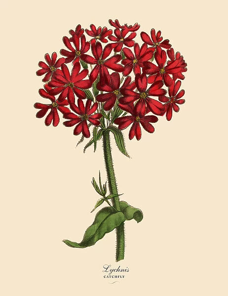 Lychnis or Catchfly Plant, Victorian Botanical Illustration