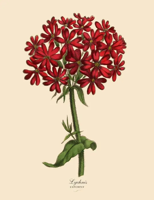 Framed Print : Lychnis or Catchfly Plant, Victorian Botanical Illustration Framed Print : Lychnis or Catchfly Plant, Victorian Botanical Illustration
