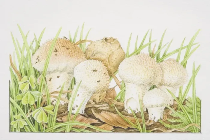 Framed Print : Lycoperdon perlatum, Common Puffball mushrooms fruiting among grasses Framed Print : Lycoperdon perlatum, Common Puffball mushrooms fruiting among grasses