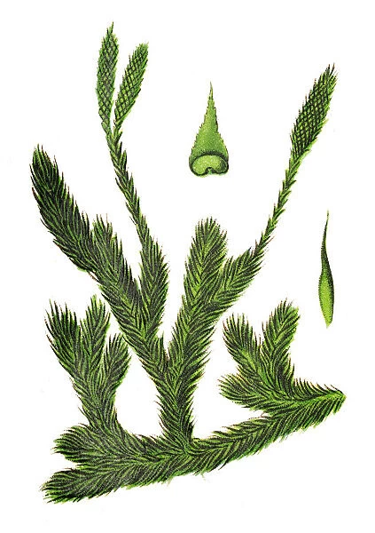 Lycopodium clavatum (common club moss, stag s-horn clubmoss, running clubmoss, or ground pine