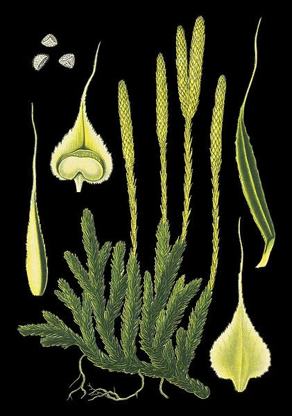 lycopodium, moss