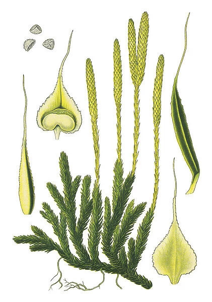 lycopodium, moss