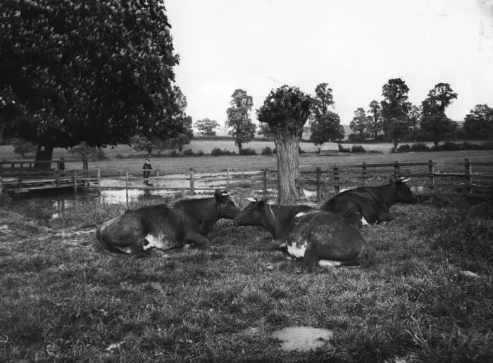 Framed Print : Lying Cow. circa 1915: Cows resting by a pond in a field Framed Print : Lying Cow. circa 1915: Cows resting by a pond in a field