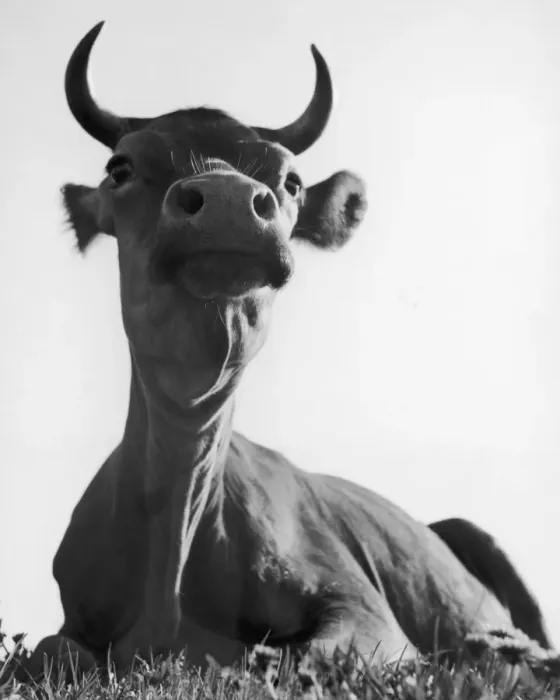Framed Print : Lying Cow. A cow lying in a field, circa 1935. (Photo by FPG / Hulton Archive / Getty Images) Framed Print : Lying Cow. A cow lying in a field, circa 1935. (Photo by FPG / Hulton Archive / Getty Images)