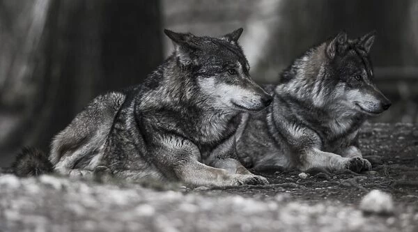 Two lying Gray Wolves -Canis lupus-, Jamtland County, Sweden