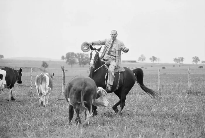 Framed Print : Lyndon Johnson Herding Cattle Framed Print : Lyndon Johnson Herding Cattle