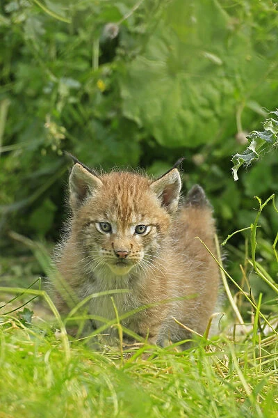 Lynx -Lynx-, cub walking through the grass, wildlife park Haltern, Germany
