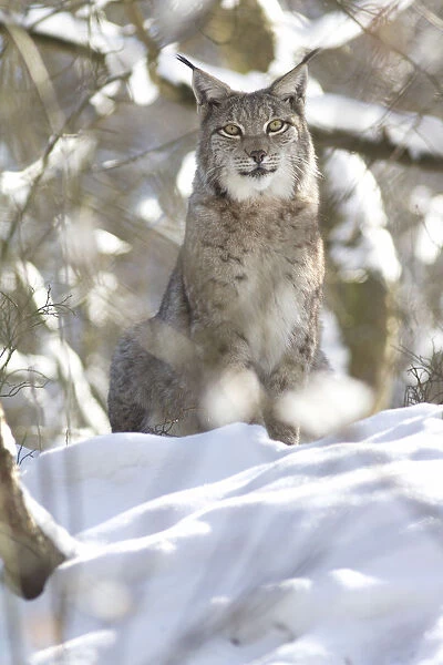Lynx -Lynx lynx- in the snow, Arnsberger Wald, Sauerland, North Rhine-Westphalia, Germany