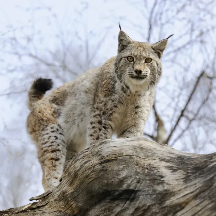 Framed Print : Lynx -Lynx lynx- standing on a tree trunk, captive, Thuringia, Germany Framed Print : Lynx -Lynx lynx- standing on a tree trunk, captive, Thuringia, Germany