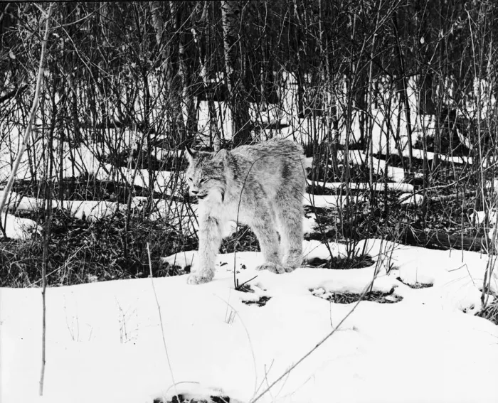 Framed Print : Lynx In Snow Framed Print : Lynx In Snow