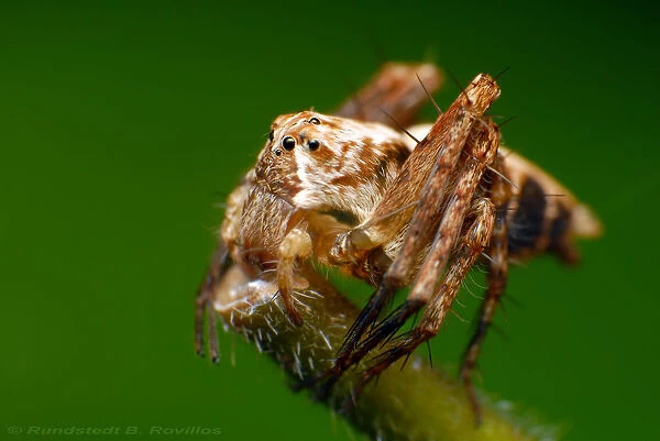 Lynx spiders can be found on grass and low herbage