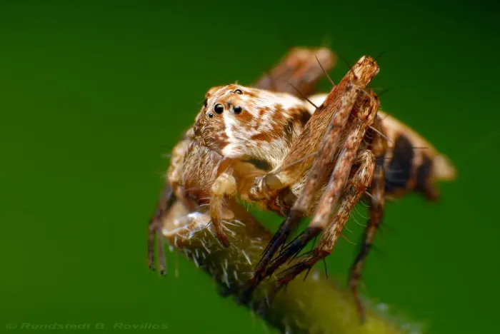 Framed Print : Lynx spider Framed Print : Lynx spider