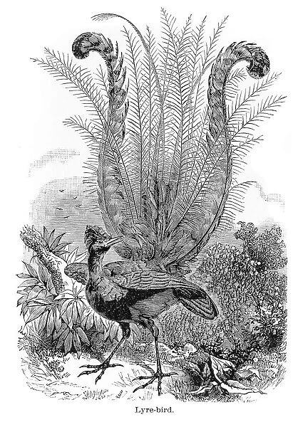 Lyre Bird Engraving 1894