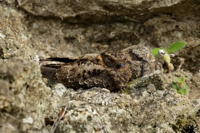 Framed Print : Lyre-tailed Nightjar Framed Print : Lyre-tailed Nightjar