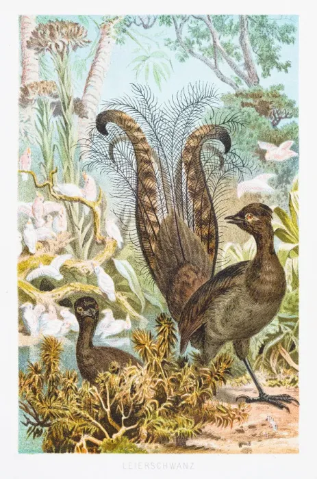 Framed Print : Lyrebird illustration 1882 Framed Print : Lyrebird illustration 1882