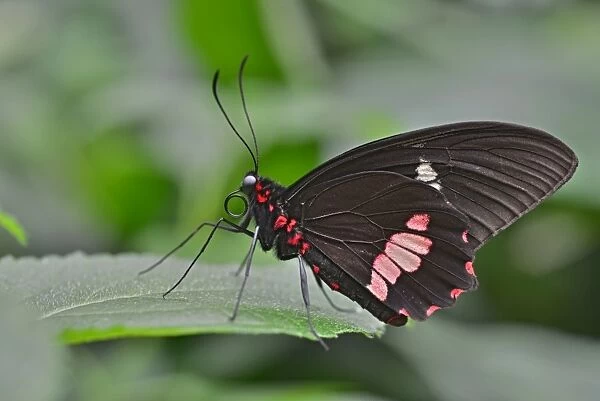 Lysander Cattleheart -Parides lysander-, native to Guiana, butterfly house, Forgaria nel Friuli, Udine province, Italy