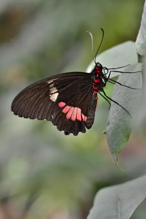 Framed Print : Lysander Cattleheart -Parides lysander-, native to Guiana, butterfly house, Forgaria nel Friuli, Udine province, Italy Framed Print : Lysander Cattleheart -Parides lysander-, native to Guiana, butterfly house, Forgaria nel Friuli, Udine province, Italy