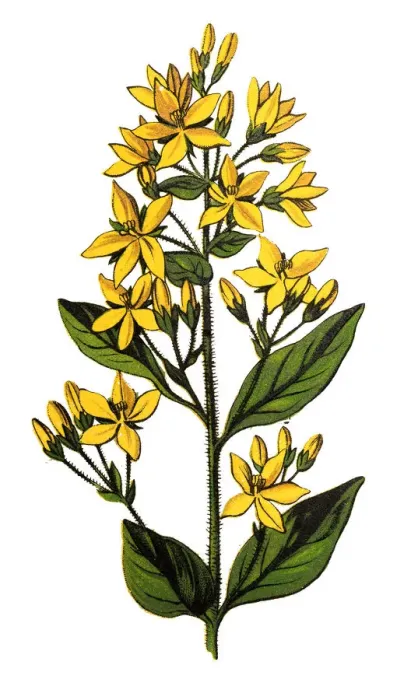 Framed Print : Lysimachia vulgaris, the yellow loosestrife or garden loosestrife