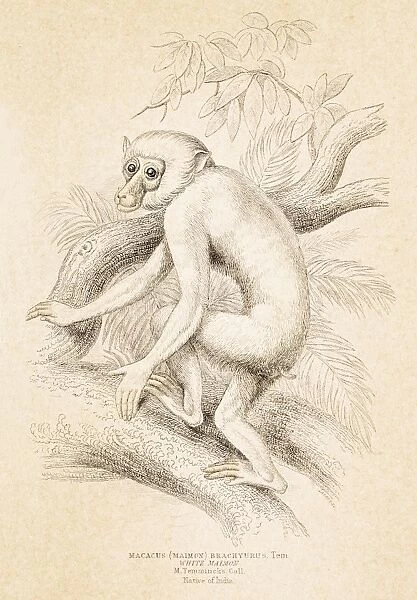 Macaque engraving 1855