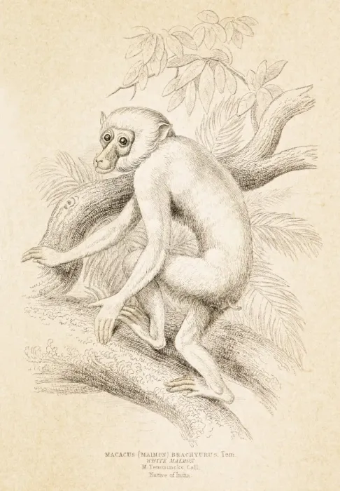 Framed Print : Macaque engraving 1855 Framed Print : Macaque engraving 1855
