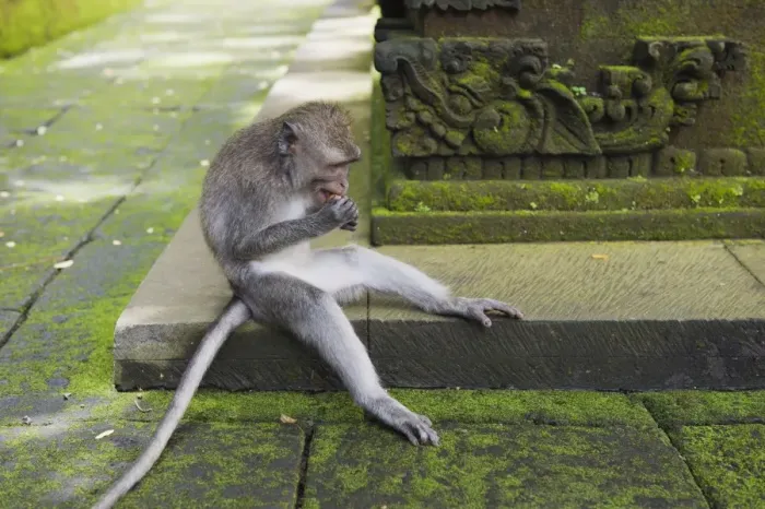 Framed Print : Macaque -Macaca sp. - in the Monkey Forest temple, Pura Dalem Agung Padangtegal temple in Monkey Forest, Ubud, Bali, Indonesia Framed Print : Macaque -Macaca sp. - in the Monkey Forest temple, Pura Dalem Agung Padangtegal temple in Monkey Forest, Ubud, Bali, Indonesia