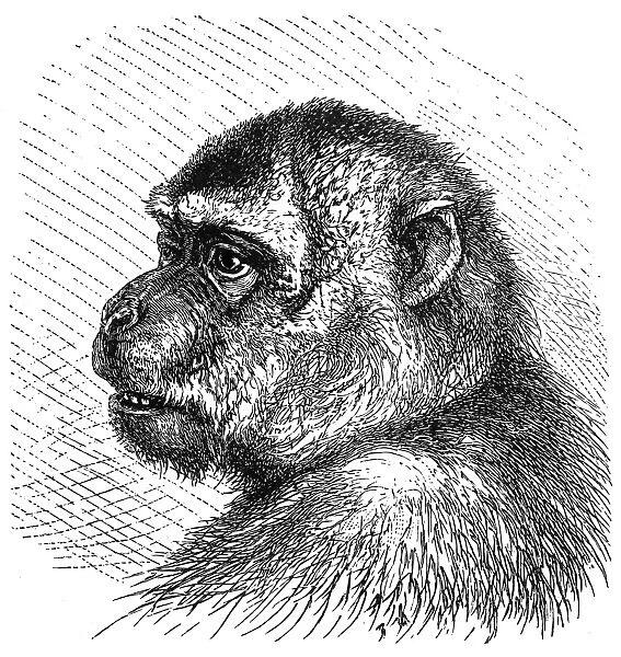 Macaque (Macacus Inuus)
