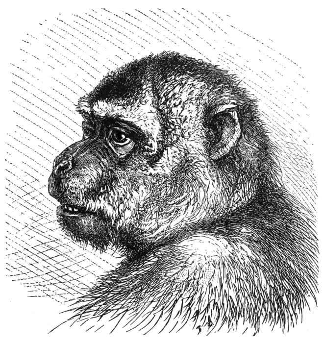 Framed Print : Macaque (Macacus Inuus) Framed Print : Macaque (Macacus Inuus)