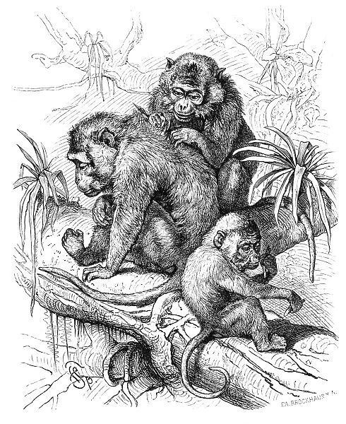 Macaques engraving 1882