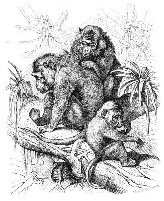 Framed Print : Macaques engraving 1882