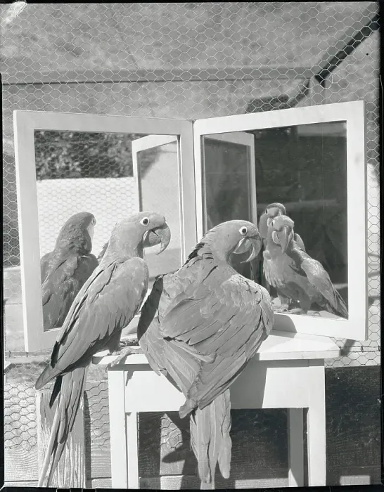 Framed Print : Macaws Admiring Use of Mirrors in Their Cage Framed Print : Macaws Admiring Use of Mirrors in Their Cage