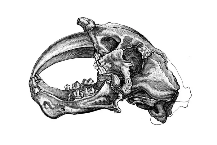 Framed Print : Machairodus skull, measuring upwards of 16 inches (41 cm) in length, is one of the largest known skulls for any machairodont