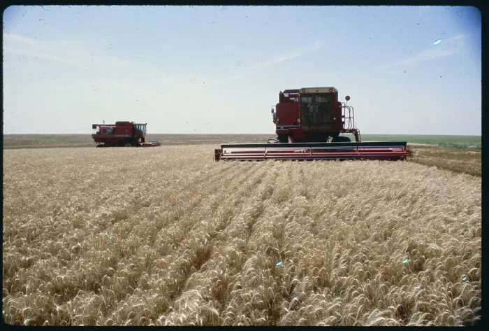 Framed Print : Machine Harvesting Wheat Framed Print : Machine Harvesting Wheat