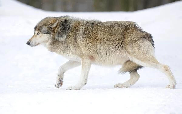 Mackenzie Valley Wolf, Alaskan Tundra Wolf or Canadian Timber Wolf -Canis lupus occidentalis- in the snow, displaying low rank with tail tucked between hind legs, attitude of humility