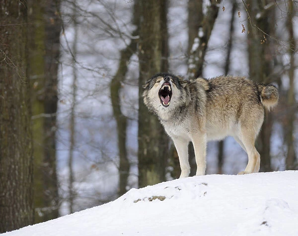 Mackenzie Valley Wolf, Alaskan Tundra Wolf or Canadian Timber Wolf -Canis lupus occidentalis- in the snow, leader of the pack, aggressive