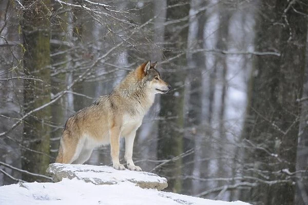 Mackenzie Valley Wolf, Alaskan Tundra Wolf or Canadian Timber Wolf -Canis lupus occidentalis- in the snow, leader of the pack