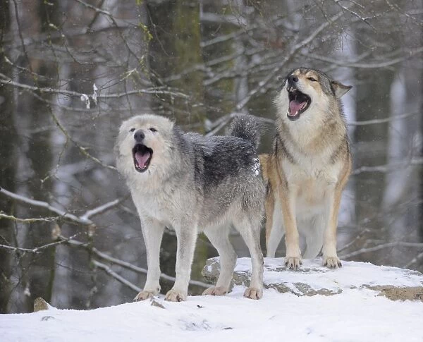 Mackenzie Valley Wolf, Alaskan Tundra Wolf or Canadian Timber Wolf -Canis lupus occidentalis-, wolves howling in the snow