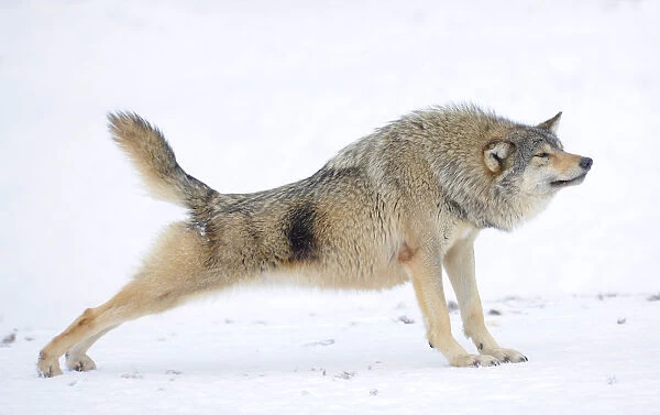 Mackenzie Valley Wolf, Alaskan Tundra Wolf or Canadian Timber Wolf -Canis lupus occidentalis-, wolf stretching in the snow