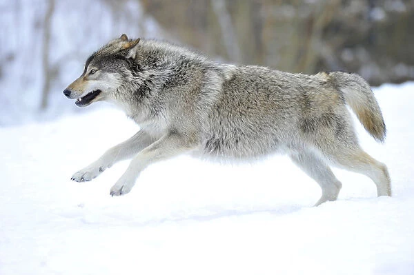 Mackenzie Valley Wolf, Alaskan Tundra Wolf or Canadian Timber Wolf -Canis lupus occidentalis-, young wolf jumping in the snow