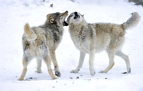 Mackenzie Valley Wolf, Alaskan Tundra Wolf or Canadian Timber Wolf -Canis lupus occidentalis-, two young wolves playing in the snow