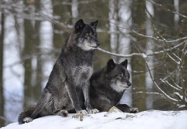 Mackenzie Valley Wolf, Alaskan Tundra Wolf or Canadian Timber Wolf -Canis lupus occidentalis-, two wolves in the snow