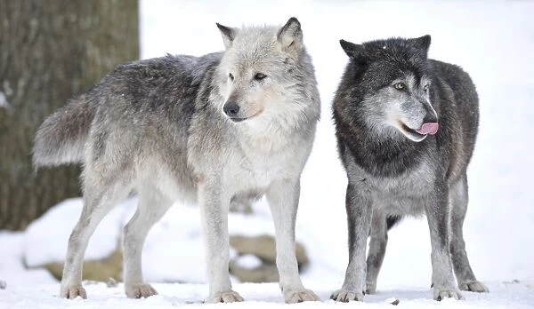 Mackenzie Valley Wolf, Alaskan Tundra Wolf or Canadian Timber Wolf -Canis lupus occidentalis-, two wolves in the snow, the female leader of the pack on the left