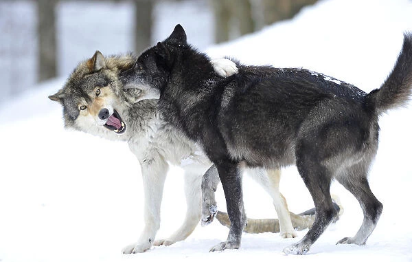 Mackenzie Valley Wolf, Alaskan Tundra Wolf or Canadian Timber Wolf -Canis lupus occidentalis-, two young wolves playing in the snow