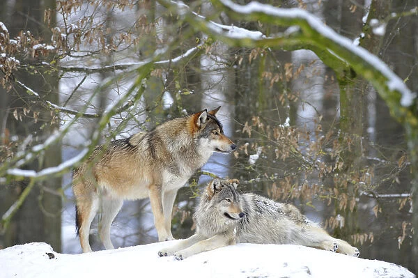 Mackenzie Valley Wolf, Alaskan Tundra Wolf or Canadian Timber Wolf -Canis lupus occidentalis-, two wolves in the snow