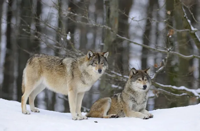 Framed Print : Mackenzie Valley Wolf, Alaskan Tundra Wolf or Canadian Timber Wolf -Canis lupus occidentalis-, two wolves in the snow Framed Print : Mackenzie Valley Wolf, Alaskan Tundra Wolf or Canadian Timber Wolf -Canis lupus occidentalis-, two wolves in the snow