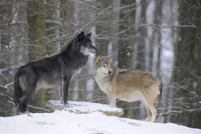 Framed Print : Mackenzie Valley Wolf, Alaskan Tundra Wolf or Canadian Timber Wolf -Canis lupus occidentalis-, two wolves in the snow Framed Print : Mackenzie Valley Wolf, Alaskan Tundra Wolf or Canadian Timber Wolf -Canis lupus occidentalis-, two wolves in the snow