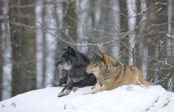 Framed Print : Mackenzie Valley Wolf, Alaskan Tundra Wolf or Canadian Timber Wolf -Canis lupus occidentalis-, two wolves in the snow Framed Print : Mackenzie Valley Wolf, Alaskan Tundra Wolf or Canadian Timber Wolf -Canis lupus occidentalis-, two wolves in the snow
