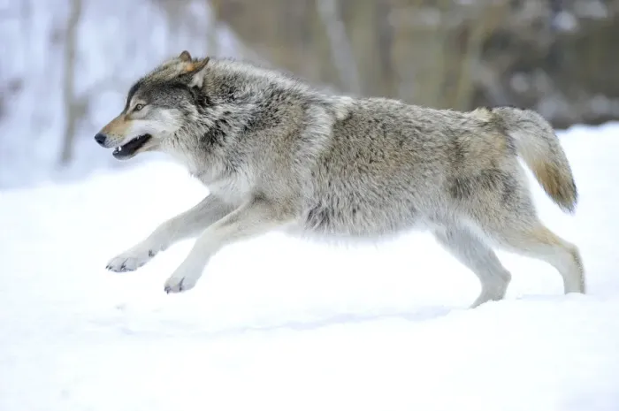 Framed Print : Mackenzie Valley Wolf, Alaskan Tundra Wolf or Canadian Timber Wolf -Canis lupus occidentalis-, young wolf jumping in the snow Framed Print : Mackenzie Valley Wolf, Alaskan Tundra Wolf or Canadian Timber Wolf -Canis lupus occidentalis-, young wolf jumping in the snow
