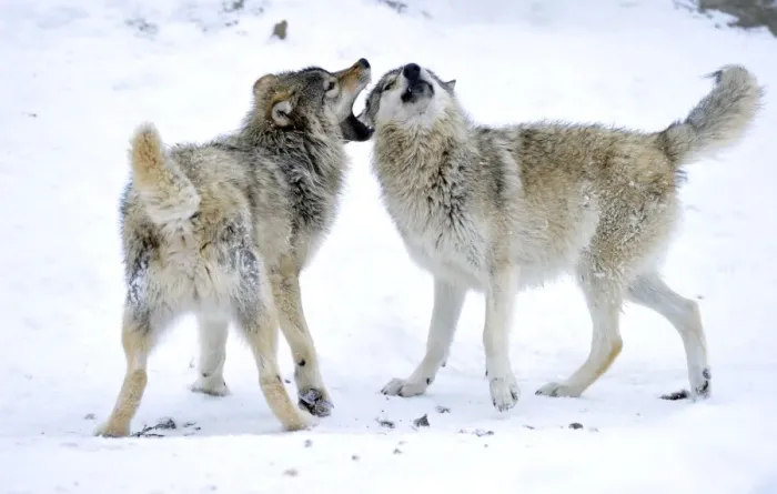 Framed Print : Mackenzie Valley Wolf, Alaskan Tundra Wolf or Canadian Timber Wolf -Canis lupus occidentalis-, two young wolves playing in the snow Framed Print : Mackenzie Valley Wolf, Alaskan Tundra Wolf or Canadian Timber Wolf -Canis lupus occidentalis-, two young wolves playing in the snow