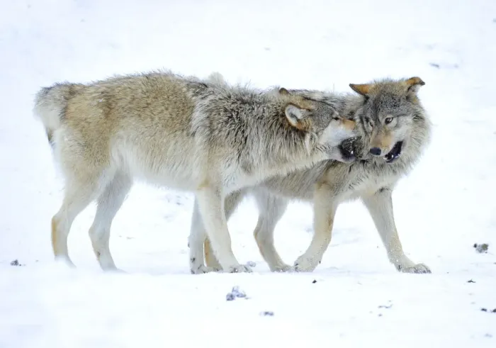 Framed Print : Mackenzie Valley Wolf, Alaskan Tundra Wolf or Canadian Timber Wolf -Canis lupus occidentalis-, two young wolves playing in the snow Framed Print : Mackenzie Valley Wolf, Alaskan Tundra Wolf or Canadian Timber Wolf -Canis lupus occidentalis-, two young wolves playing in the snow